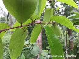 Image result for Scolopia