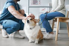 5 Reasons to Visit Your Vet on A Regular Basis