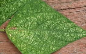 I killed that mite of course, but almost every week i find one more. Spider Mites On Indoor Plants University Of Maryland Extension