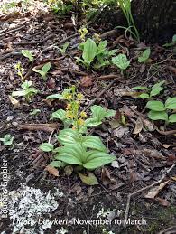 Image result for Liparis bowkeri