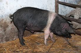 .de vanzare maramures porci de vanzare bacau porci de vanzare iasi porci mici boli la porci bv scroafa porci de vanzare barsau de sus porc vietnamez porci de vanzare in ardusat animale de vanzare arges porci de vanzare alba porci roman de vanzare panouri podea ferma porci. AtenÅ£ie CrescÄtori De Porci Bazna Si MangaliÅ£a EvitaÅ£i Consangvinizarea Vezi Povestea De La Sanmihaiu De Campie RÄsunetul