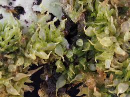 Image result for Blotiella currorii