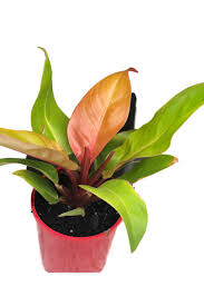 Philodendron Prince Of Orange Prince Of Orange Plants Philodendron