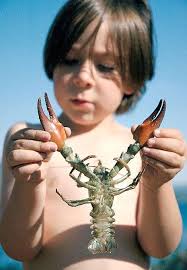 Little lobsters
