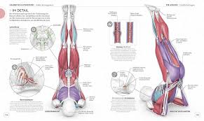 It's not uncommon to associate yoga with zen, nature, meditation, breathing, namaste, calm music, and downward dogs. Science Of Yoga Ann Swanson