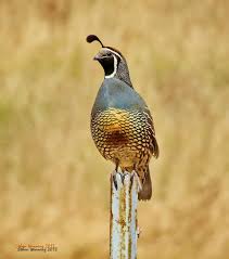 Black And White Birds In California California Quail Photo Male On Pole The Internet Bird Collection Quail Common Birds Watercolor Bird