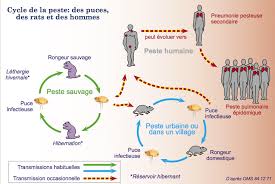 Le ralentissement des contaminations par l'épidémie de peste qui frappe madagascar depuis le mois d'août est un soulagement pour les autorités du a madagascar, la peste réapparaît presque chaque année, généralement de septembre à avril, et dans sa forme pulmonaire pour deux tiers des malades. Alerte A L Epidemie De Peste A Madagascar Sciences Et Avenir