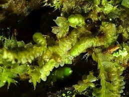 Image result for Obetia radula