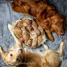 What does a golden retriever look like. Adorable Golden Retriever Gives Birth To Nine Puppies Daily Mail Online