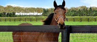 Upload, livestream, and create your own videos, all in hd. No Climb Horse Fence Selecting And Installing Horse Fencing