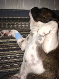 Rg autogroup, tucson az's cover photo. Veterinary Specialty Center Tucson 4909 N La Canada Drive Tucson Az Veterinarians Mapquest