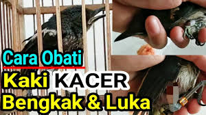 Check spelling or type a new query. Cara Mengobati Kaki Kacer Bengkak Luka Youtube
