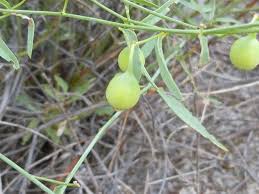 Image result for Helinus spartioides