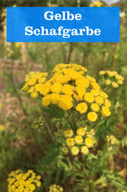 Schafgarbe Gartenbob De Der Garten Ratgeber In 2020 Schafgarbe Garten Blumengarten