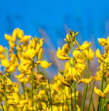 Image result for Spartium