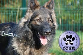 ( all breeds ) (14. Our 5000 Donation To Central German Shepherd Rescue Animal Friends