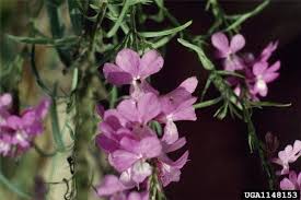 Image result for Striga chrysantha