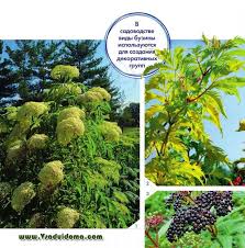 Free shipping on all orders plus same day shipping before 6pm est! Elderberry Types And Varieties Name And Photo Useful Properties Of Elderberry Planting And Care Site About The Garden Cottage And Houseplants