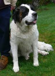 Black And White St Bernard Puppy Close Up Front View A Huge Wet White With Brown And Black Saint Bernard Is Sitting In Grass It Is Looking Up St Bernard Dogs Bernard Dog Dog Breeds Pictures