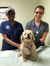 The health of your pet is very important to us. Veterinary Emergency Hospital Emergency Vet Services