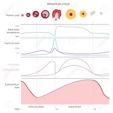 The Menstrual Cycle Showing Changes Hormones Endometrial Basal