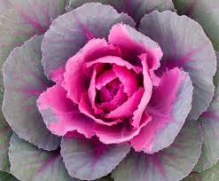 Growing perennial plants is a great choice for those of us with busy lives. Flowering Kale The Coolest Cool Season Ornamental Here By Design