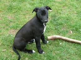 Image result for lurcher dog