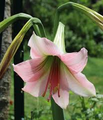 Image result for Hippeastrum sp. cultivars