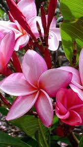 Plumeria Flowers Leaves Shade Buds Redkie Cvety Krasivye Cvety Cvety