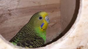 muhabbet kuslari yumurtlama sureci hazirligi miyhav com