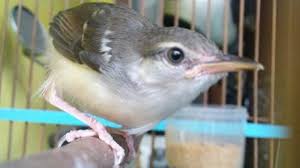 Check spelling or type a new query. Merawat Dan Melatih Burung Ciblek Sejak Anakan Om Kicau