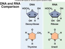 Image result for Nucleic Acid