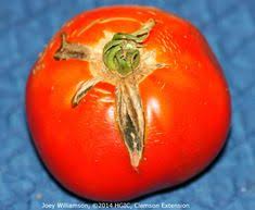 .of entomologyentomology major insect pest of solanaceous crop (potato & tomato) and their management narendra deva university of 31. 46 Pests Ideas In 2021 Pests Integrated Pest Management Plant Pests