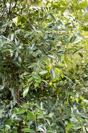 Image result for Englerophytum natalense