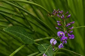 Image result for Hardenbergia comptoniana
