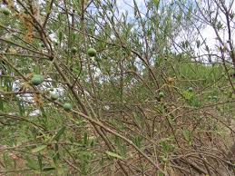 Image result for Boscia albitrunca