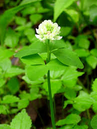 Image result for Trifolium squarrosum