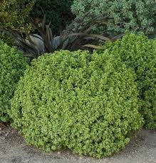 Image result for Pittosporum tenuifolium