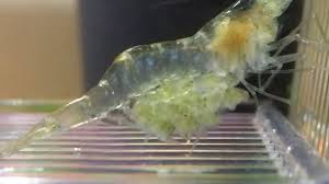 How many ghost shrimp should i get? How To Hatch Ghost Shrimp Eggs 5 Simple Steps Pet Fish Online