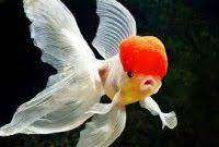 Mimpi dapat ikan belut memiliki tafsir mimpi yang hanpir sama seperti ikan lele. Mimpi Ikan Koi Hoky Tidak Terduga Tukangmimpi