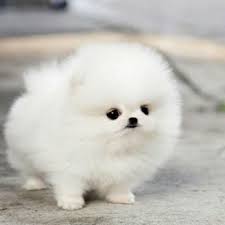 Pin By Awkimin Awkiyam On Screenshots Cute Dogs Images Cute Puppy Wallpaper Cute Puppy Photos
