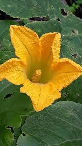 Image result for Cucurbita