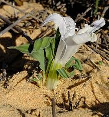 Image result for Babiana bainesii