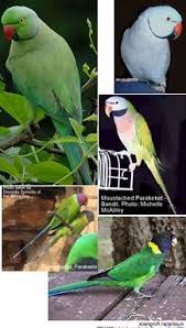 The Diet Nutritional Needs Of Ringneck Parrots Beauty Of