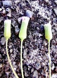 Image result for Crassocephalum rubens