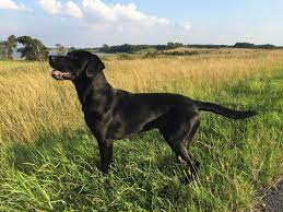 F1 labrador er som udgangspunkt en brugshund, ikke en udstillingshund. Hanhund Dexter Flot Sort Ndash Dba Dk Ndash Kob Og Salg Af Nyt Og Brugt