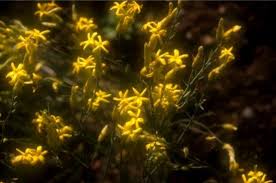 Image result for Gnidia chapmanii