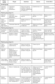 I started this website back in. 11 4 Identify The Skeletal Muscles And Give Their Origins Insertions Actions And Innervations Anatomy Physiology