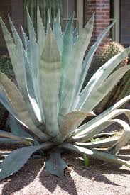 Image result for Agave