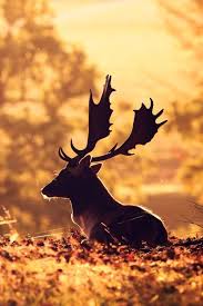 An Entry From Chimney Smoke Animals Beautiful Animal Photo Animals